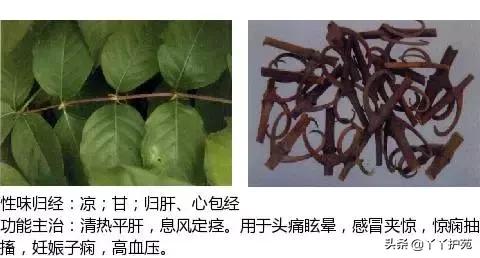 中草药图片大全名称和作用 271868918bfe4b63a9afd3ddd22004eb.jpeg