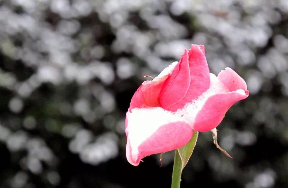 中国人大爱的月季花，藏着你不知道的秘密