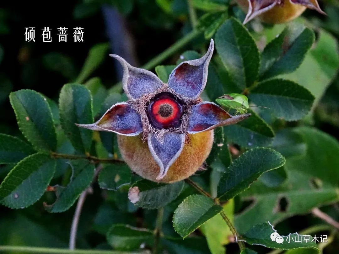 蔷薇 连春接夏开 风好带香来 托叶