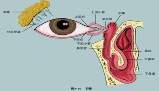 鼻堵的原理_鼻炎知识 找出鼻塞 鼻堵的 真凶 佛山市炏焱健康管理(2)