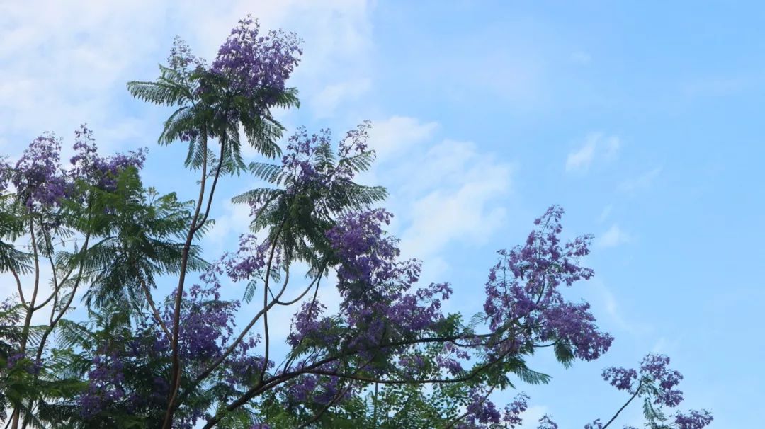 树上有个好地方拍摄地点是哪里 48bbc3b528484216aba33e09d309017f.jpeg