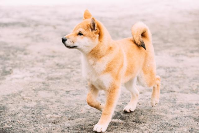 只知道柴犬和秋田 日本的狗狗不止这么少 他们有六大天然纪念物 身高