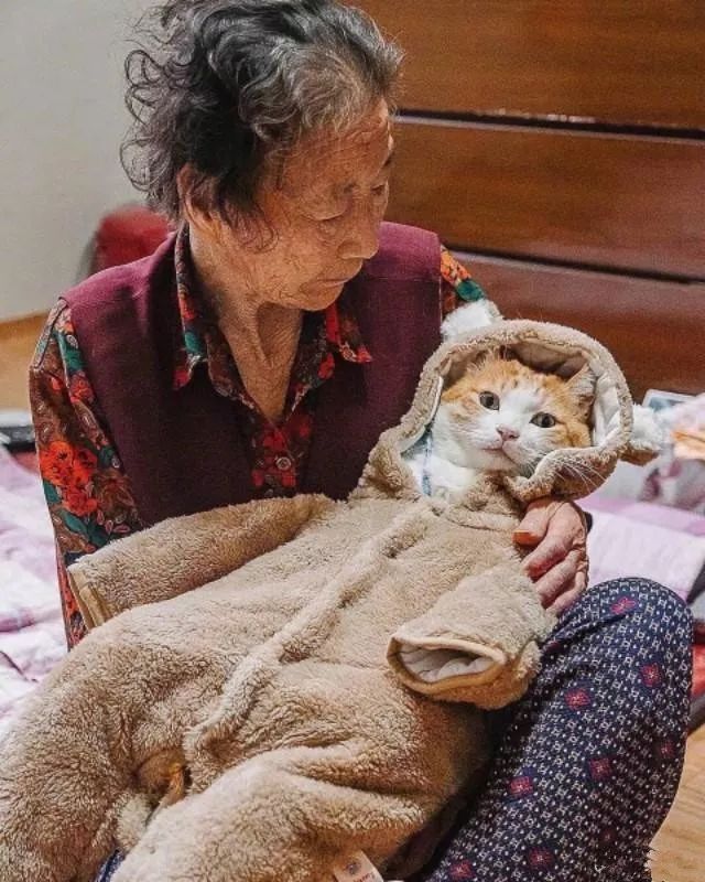 老奶奶养橘猫就跟养孙子一样,给它穿衣服,过生日