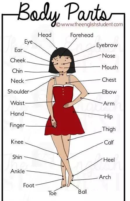 最全人体各个部位的英语词汇,建议非英语专业