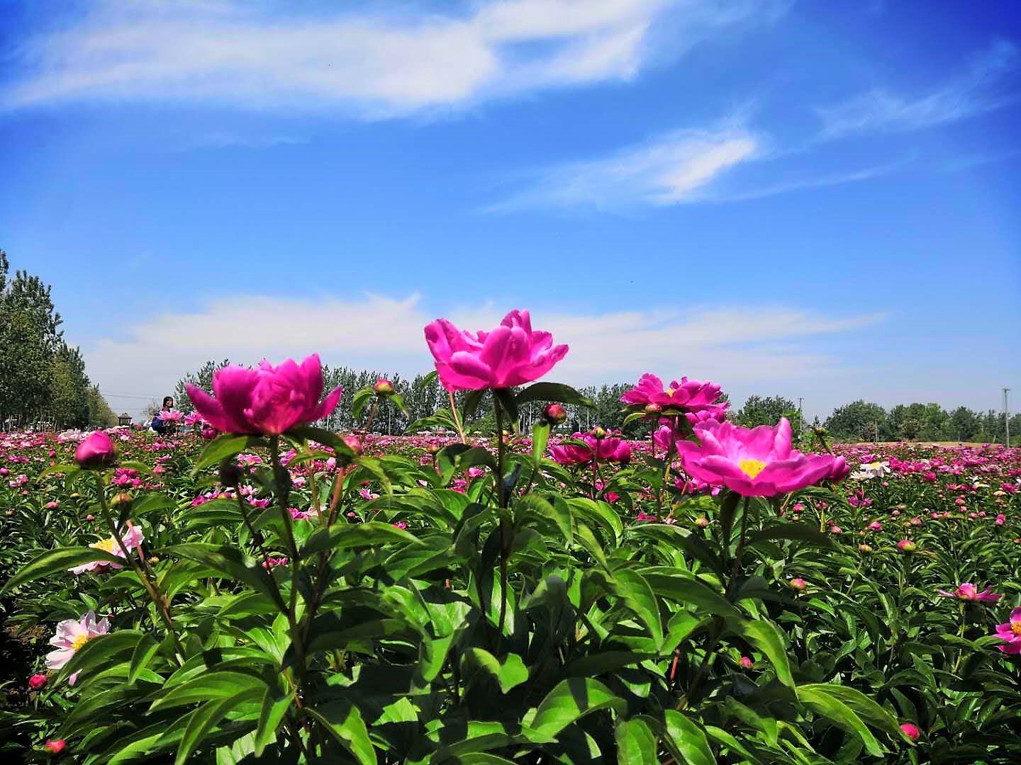 原创万亩芍花盛开的美景, 相约花海美不胜收,你见过这样的场面吗?