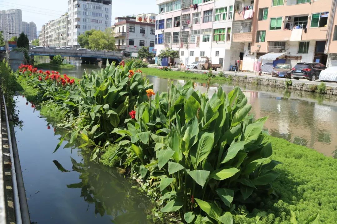 巡巡白沙河 龙港的母亲河又变美了_河道