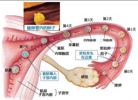 什么是生化妊娠是怎么回事 63d32878d20d48808ba82c9683403b52.png