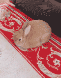 搞笑gif