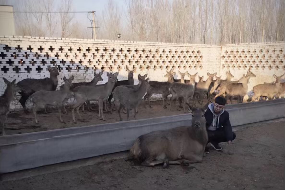 致富养殖带头人作用发挥_致富养殖项目_致富经养殖