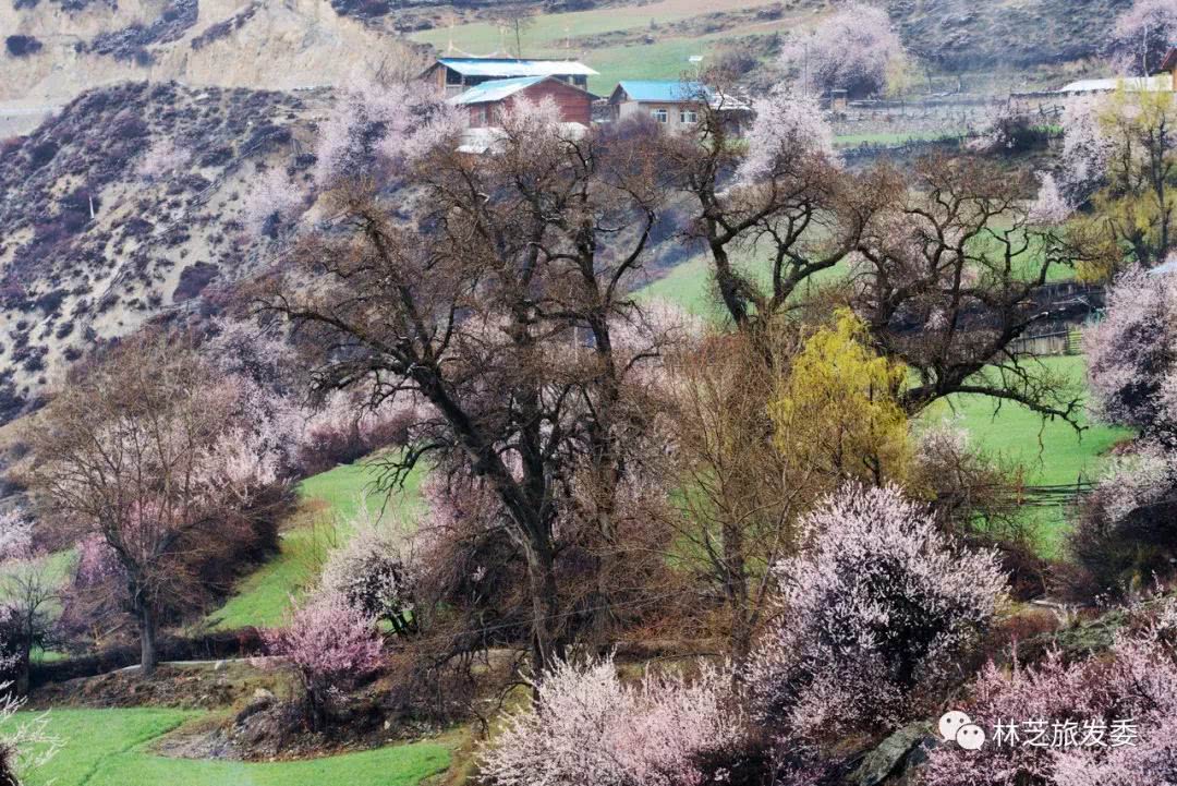 4月8日才刚刚在察隅县古玉乡罗马村举行林芝市第十七届桃花旅游文化节