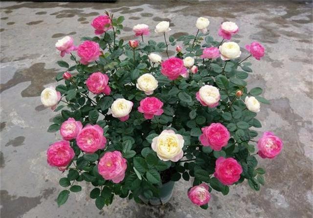 什么时候给花打顶 72ee4d86392d4e709a751989f8d434b8.jpeg