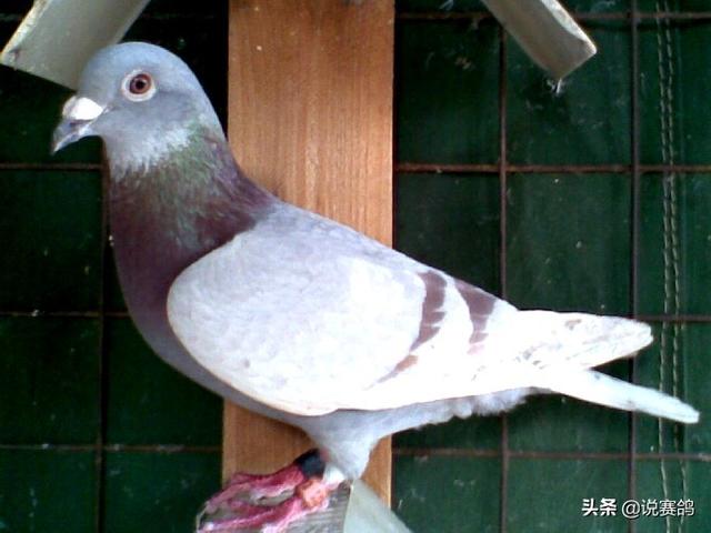 怎么抓鸽子 7335afbe019f436ea3b4701b8a5c3860.jpeg