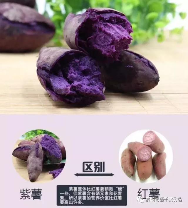 辰颐物语:抗癌之王——越南紫薯!