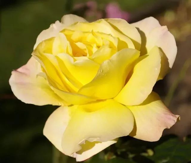 谈资丨中国人大爱的月季花，藏着你不知道的秘密