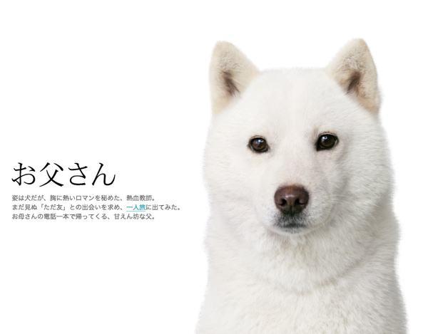 北海道犬也被成为是阿依努犬,这种狗狗是和北海道的原住民,阿依努人一