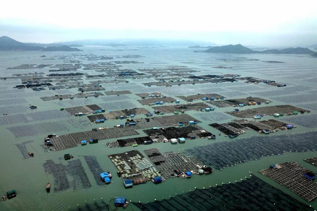 张斌 摄3月27日,福建省连江县长龙镇畲族村民在茶园采摘茶青.