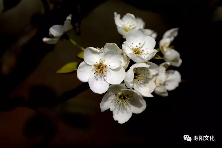 【寿川文苑】梨花烟雨,让我轻轻叩开你的门