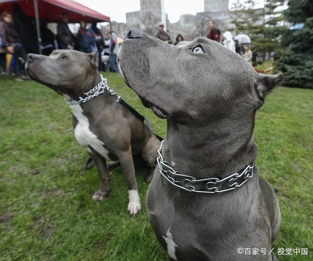 被比特犬攻击怎么办