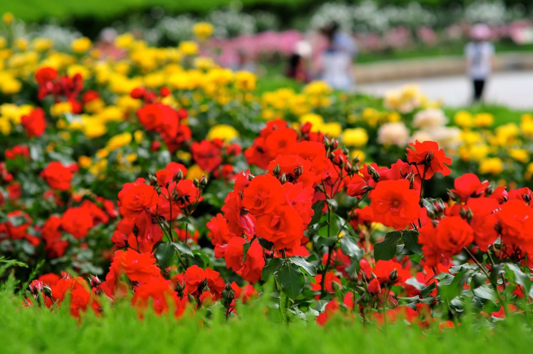 谈资丨中国人大爱的月季花，藏着你不知道的秘密