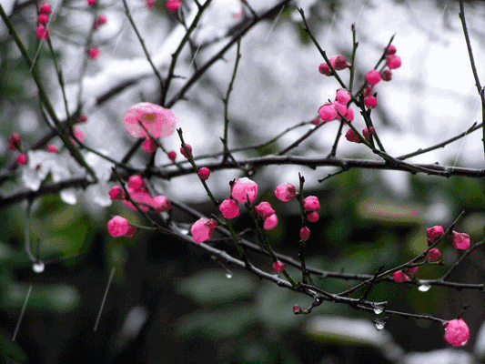 今日大雪一曲爱的雪花飘满冬季太美了送给牵挂我的人