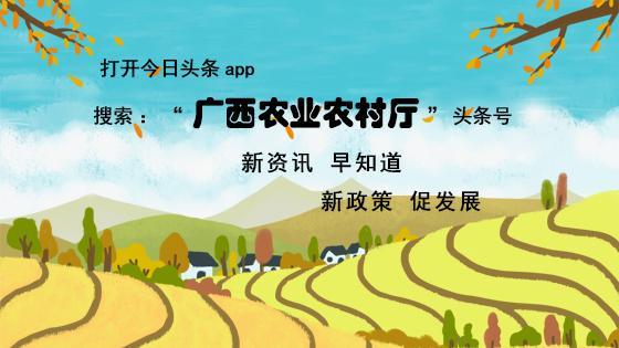 2019年广西经济_...改革委积极参加2019年广西优质企业债券现场推介会暨企业债券融资...