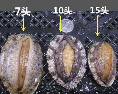 世界鲍鱼品种大全看完成半个专家了