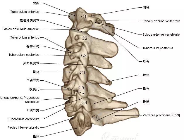 收藏丨脊椎与背部3d解剖图解