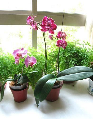 蝴蝶兰开完花后怎么处理 b87ba559e8174ffbb854a3053b331cdc.jpeg