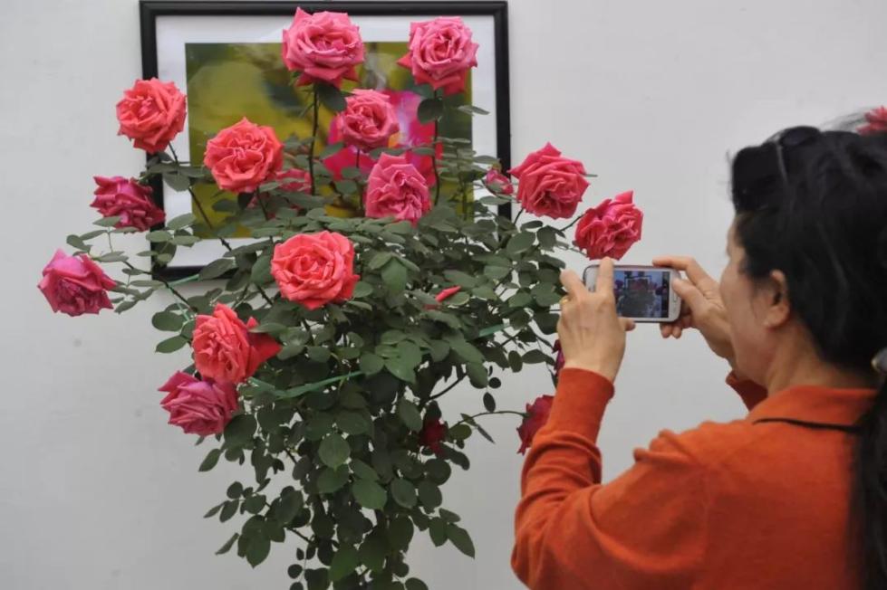 中国人大爱的月季花，藏着你不知道的秘密