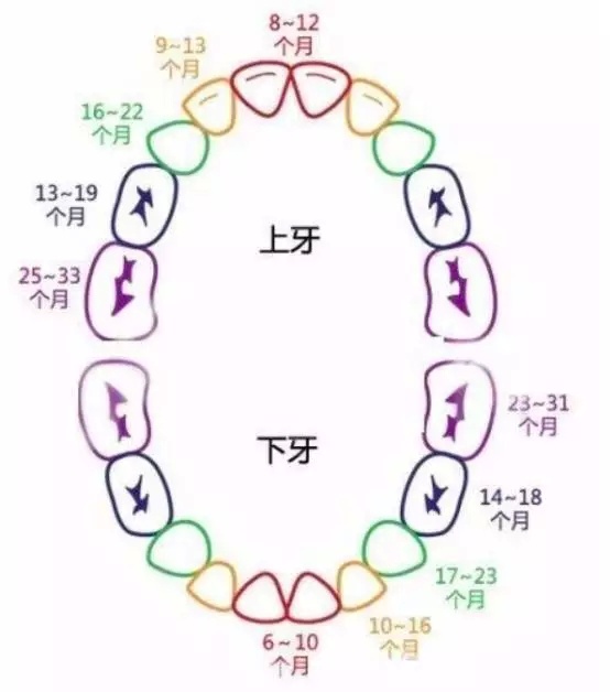 萌牙及换牙时间表