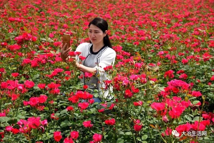 19,拍下美丽花朵,拍下人生的芬芳20,绚丽人生,玫瑰姑娘在展示自己采摘