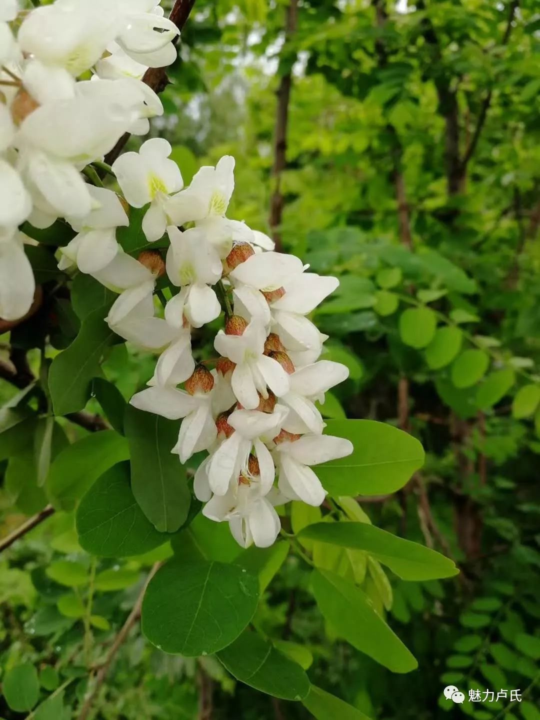 "槐花节"倒计时!八大亮点抢先看