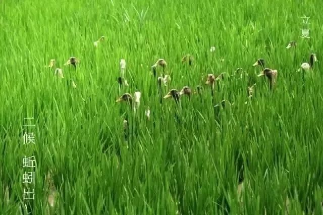 今日立夏：别了春天，夏天你好！