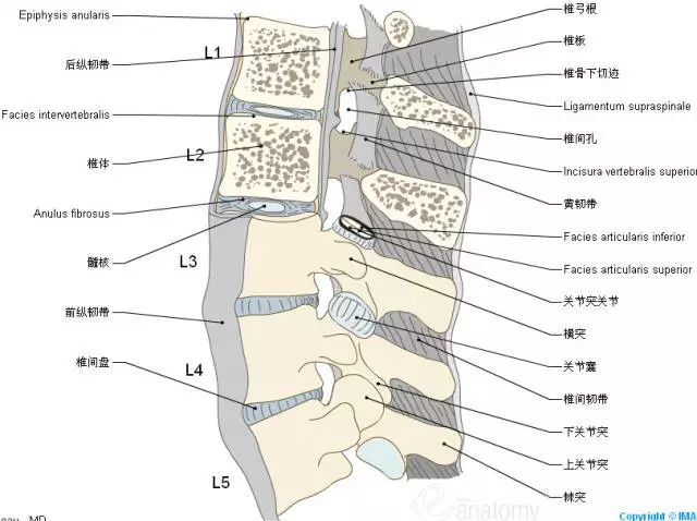 收藏:脊椎与背部3d解剖图解