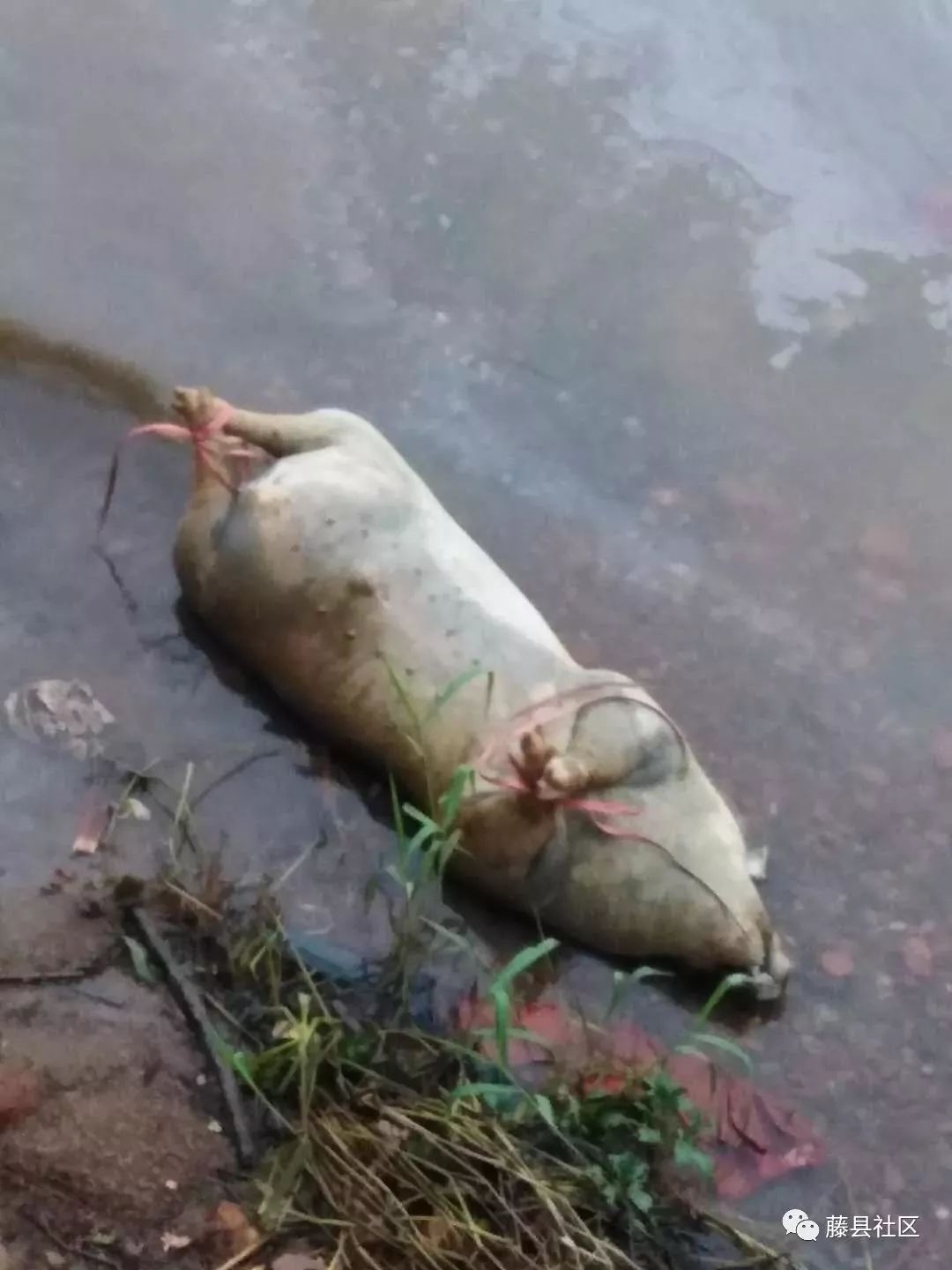 藤县角咀有一死猪漂浮,是谁这么缺德?