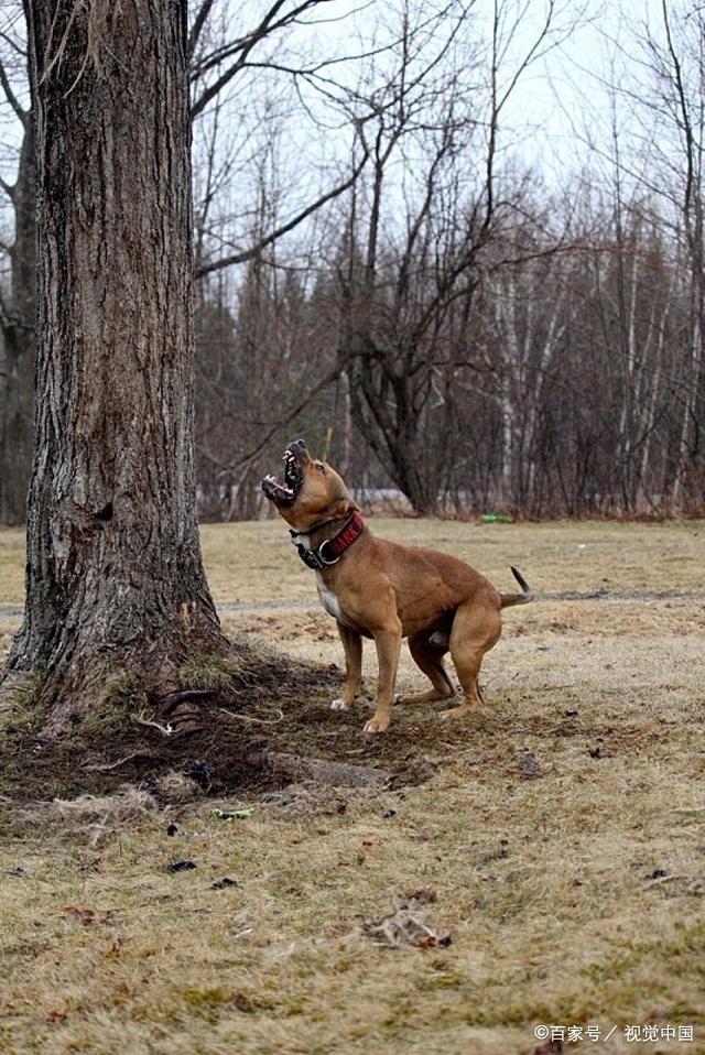 被比特犬攻击怎么办