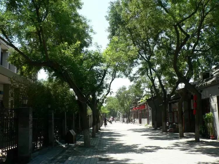 烦人的杨柳絮上热搜！北京为何偏要种杨柳树？