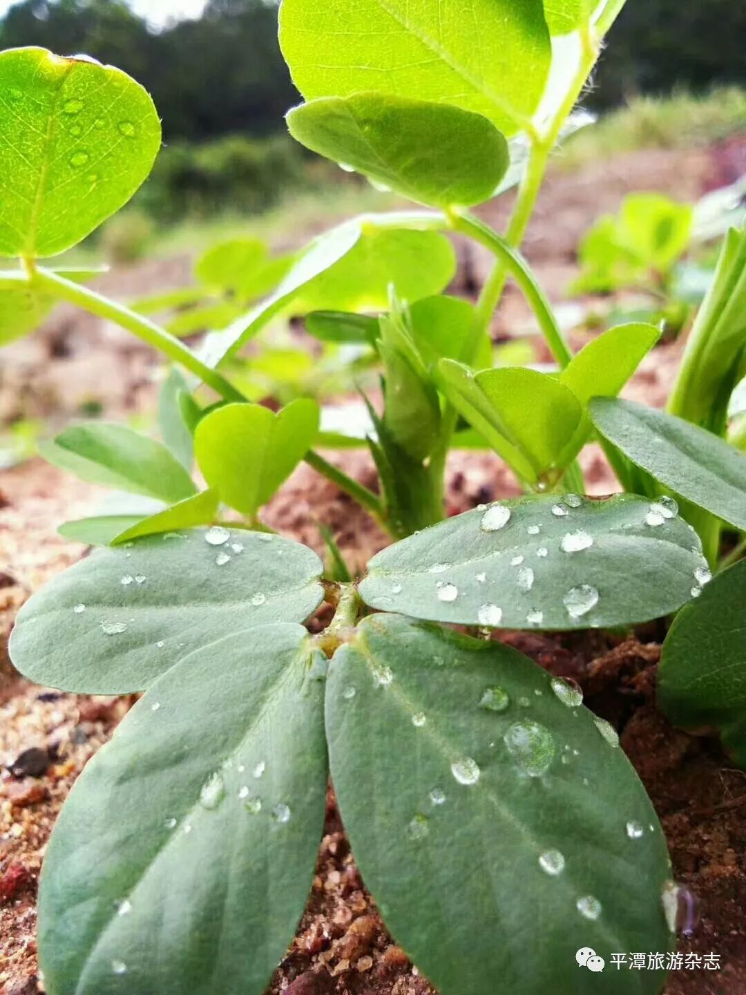 并茁壮成长