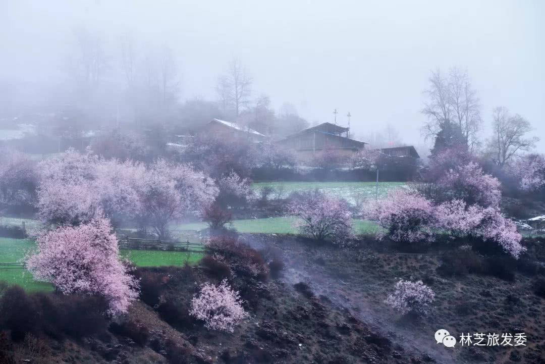 4月8日才刚刚在察隅县古玉乡罗马村举行林芝市第十七届桃花旅游文化节