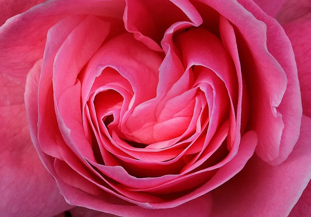 谈资丨中国人大爱的月季花，藏着你不知道的秘密