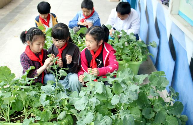 原创
苏州市平江实验学校学生种盆栽作物享受劳动乐趣
原创
苏州市平江实验学校学生种盆栽作物享受劳动乐趣