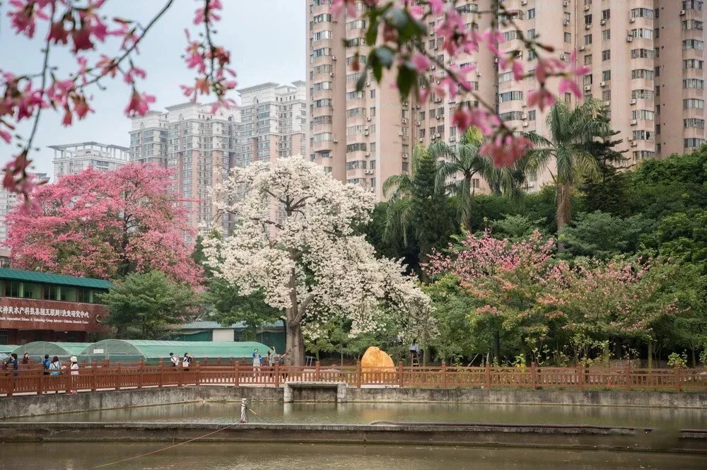 盘点广东网红大学!下一个校园网红就是你!
盘点广东网红大学!下一个校园网红就是你!