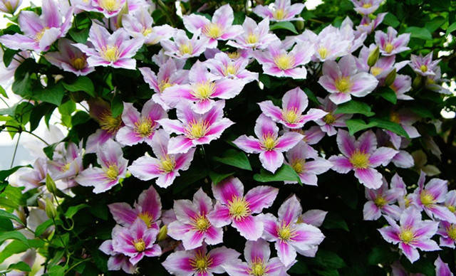 蔷薇花几月份种最合适 ed31cfcc55384ae2a073734479ce9931.jpeg