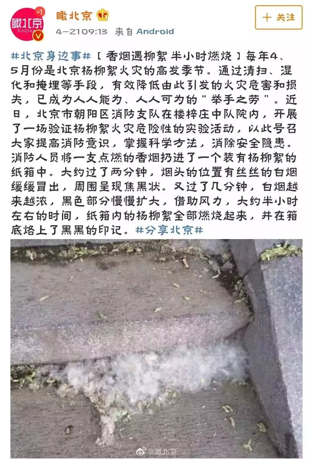 烦人的杨柳絮上热搜！北京为何偏要种杨柳树？