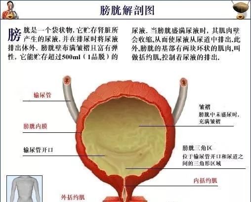 膀胱解剖图注解