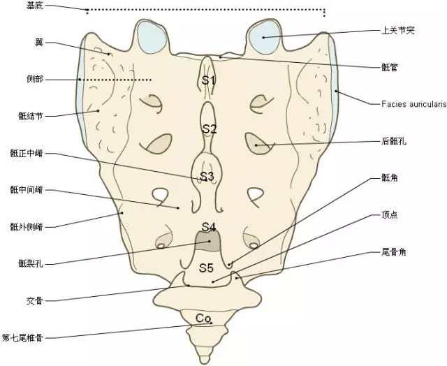 收藏脊椎与背部3d解剖图解