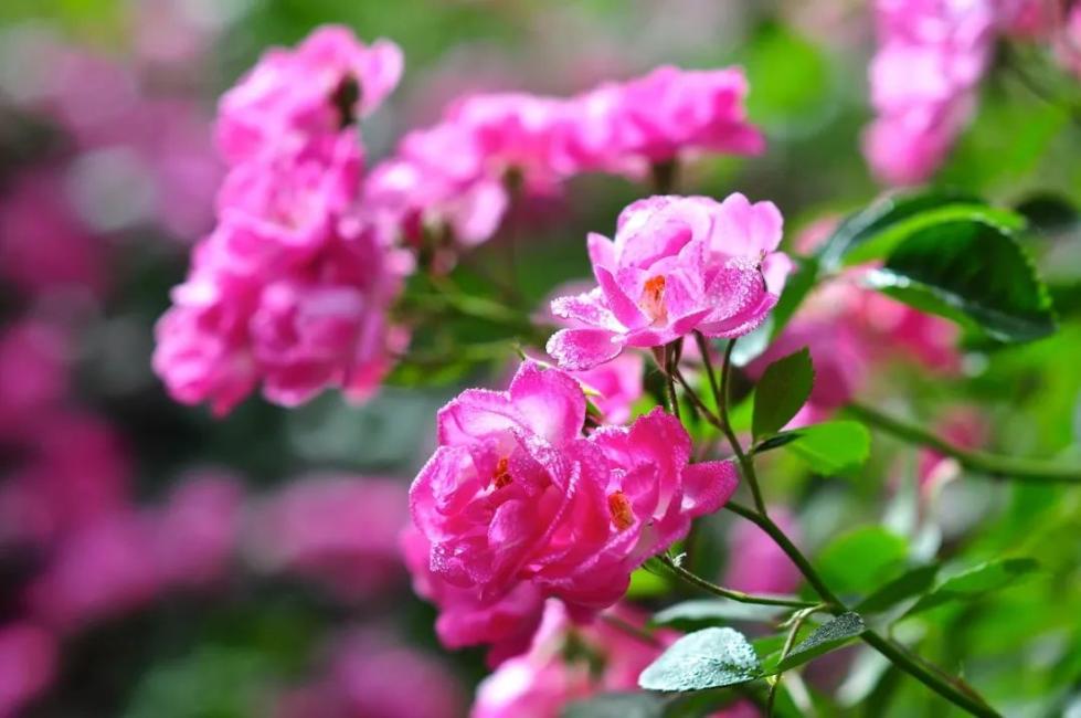 中国人大爱的月季花，藏着你不知道的秘密