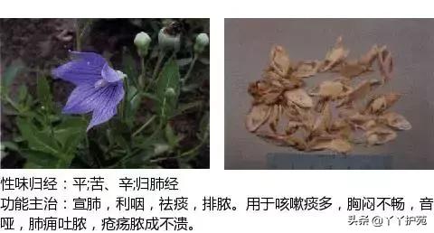 中草药图谱大全下载 f7b20fa9d4064fa39f45e92a2ff6d7e2.jpeg