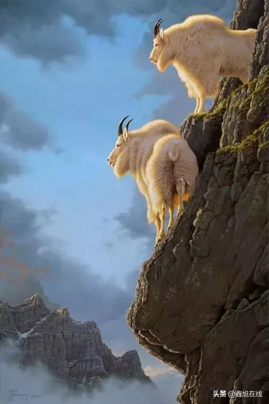 梦中奇景，四条大花蟒，双影交织的寓意与解析