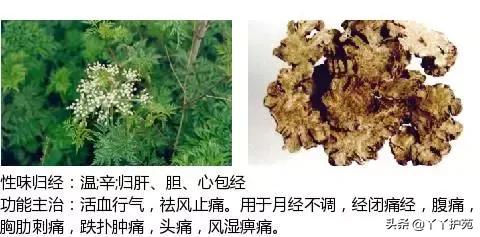中草药图谱大全下载 ffa9c235b1064df58dce8313fa638fd5.jpeg